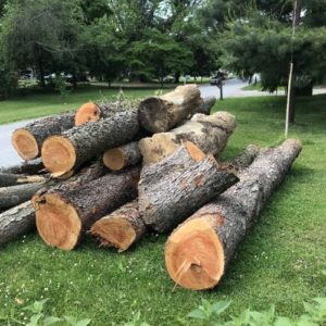 Tree removal service in New Castle County