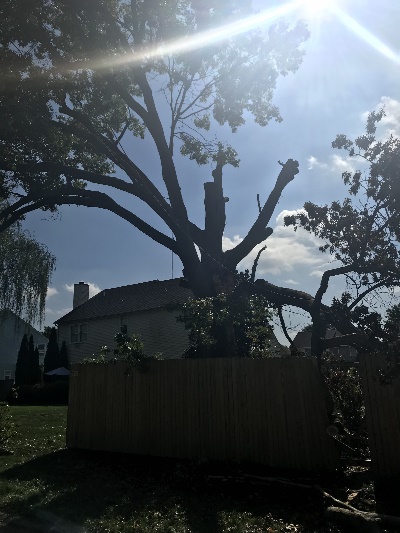 tree removal service in Delaware